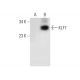 KLF7 Antibody (83-RT) - Western Blotting - Image 305814