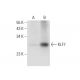 KLF7 Antibody (B-8) - Western Blotting - Image 305812