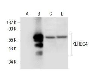 KLHDC4 Antibody (D-10) - Western Blotting - Image 308054