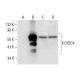 KLHDC4 Antibody (D-10) - Western Blotting - Image 308054