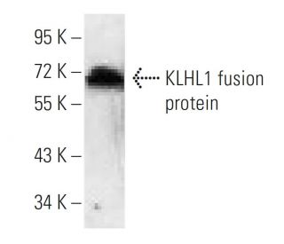 KLHL1 Antibody (3A8B3) - Western Blotting - Image 358256