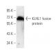 KLHL1 Antibody (3A8B3) - Western Blotting - Image 358256