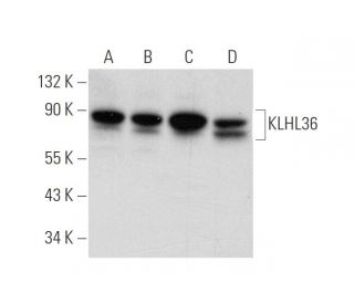 KLHL36 Antibody (E-2) - Western Blotting - Image 314167 