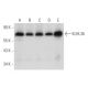 KLHL36 Antibody (F-7) - Western Blotting - Image 314166 