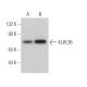 KLHL36 Antibody (F-7) - Western Blotting - Image 374969 