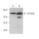 KLHL36 Antibody (F-7) - Western Blotting - Image 374970