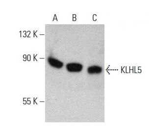 KLHL5 Antibody (A-2) - Western Blotting - Image 386131 