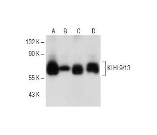 KLHL9/13 Antibody (D-4) - Western Blotting - Image 153660 