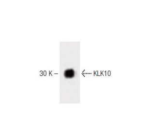 KLK10 Antibody (2) - Western Blotting - Image 60191