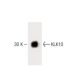 KLK10 Antibody (2) - Western Blotting - Image 60191