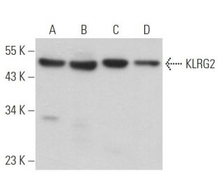 KLRG2 Antibody (B-12) - Western Blotting - Image 368954 