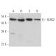 KLRG2 Antibody (B-12) - Western Blotting - Image 368954 