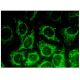 KNP-I Antibody (D-5) - Immunofluorescence - Image 324931 