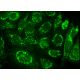 KNP-I Antibody (D-5) - Immunofluorescence - Image 384218