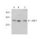 KNP-I Antibody (E-6) - Western Blotting - Image 376221