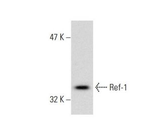 Ref-1 (C-20): sc-334. Western blot analysis of Ref-1 expression in KNRK nuclear extract. 