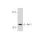 Ref-1 (C-20): sc-334. Western blot analysis of Ref-1 expression in KNRK nuclear extract. 
