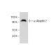 α-Adaptin 2 Antibody (A-8) - Western Blotting - Image 284414