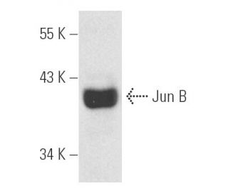 KNRK + PMA nuclear extract: sc-2142. Western blot analysis of...
