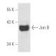 KNRK + PMA nuclear extract: sc-2142. Western blot analysis of...