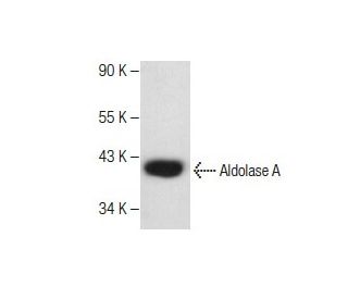 Aldolase A Antibody (A-2) - Western Blotting - Image 281223