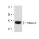 Aldolase A Antibody (A-2) - Western Blotting - Image 281223