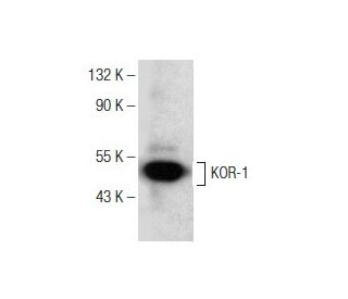 KOR-1 Antibody (D-8) - Western Blotting - Image 151047 