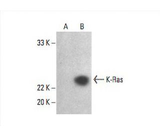 KRAS Antibody (F234) - Western Blotting - Image 392973 