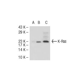 KRAS Antibody (F234) - Western Blotting - Image 51795