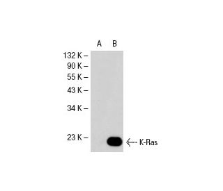 KRAS Antibody (F234) - Western Blotting - Image 19783 