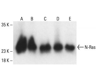 N-Ras Antibody (F155) - Western Blotting - Image 404627 