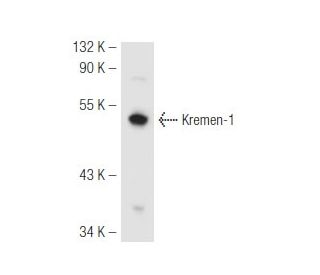 Kremen-1 Antibody (R17-2) - Western Blotting - Image 54626Each CRISPR/Cas9 Knockout (KO) Plasmid product consists of a pool of 3 plasmids designed to ensure identification and cleavage of a specific gene for maximum knockout efficiency. Each plasmid encodes a unique 20 nt sequence derived from the GeCKO (v2) library.