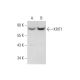 KRIT1 Antibody (E-8) - Western Blotting - Image 318572 