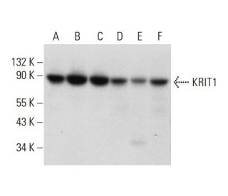 KRIT1 Antibody (E-8) - Western Blotting - Image 320274 