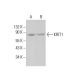 KRIT1 Antibody (E-8) - Western Blotting - Image 385249