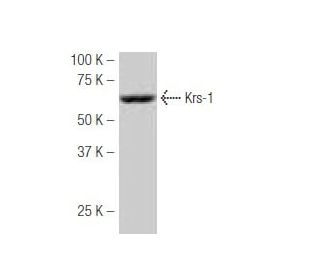 Krs-1 Antibody (87.K) - Western Blotting - Image 53902 