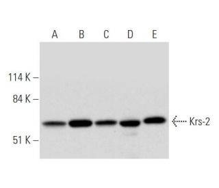 Krs-2 Antibody (H-8) - Western Blotting - Image 333759 