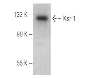 Ksr-1 Antibody (MINT/1/4) - Western Blotting - Image 367086