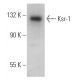 Ksr-1 Antibody (MINT/1/4) - Western Blotting - Image 367086