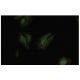 Ksr-2 Antibody (K75) - Immunofluorescence - Image 35559