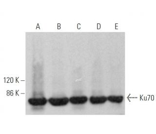 Ku70 Antibody (H-6) - Western Blotting - Image 355513 