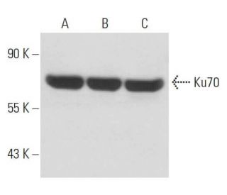 Ku70 Antibody (N3H10) - Western Blotting - Image 15529 