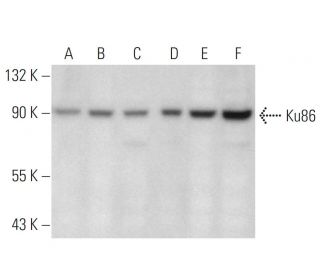 Ku86 Antibody (5D5.8) - Western Blotting - Image 12820 