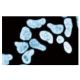 Ku86 Antibody (7) - Immunofluorescence - Image 60625