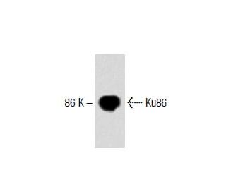 Ku86 Antibody (7) - Western Blotting - Image 60341 