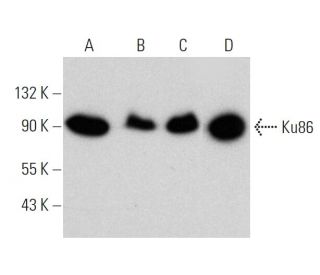 Ku86 Antibody (B-4) - Western Blotting - Image 360051 