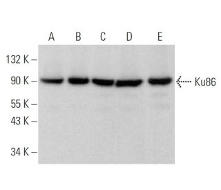Ku86 Antibody (S10B1) - Western Blotting - Image 378667 