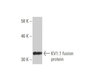 KV1.1 Antibody (2D8) - Western Blotting - Image 348528