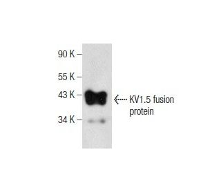 KV1.5 Antibody (A-3) - Western Blotting - Image 281776