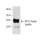 KV1.5 Antibody (A-3) - Western Blotting - Image 281776